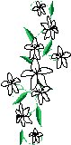 Snowdrops